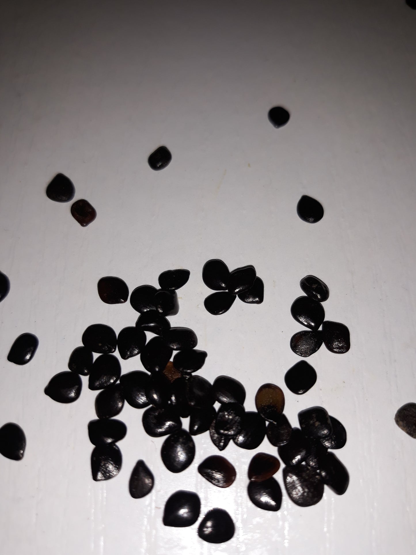 Graines de Nigelle Sativa d'Arabie Saoudite - bioriental