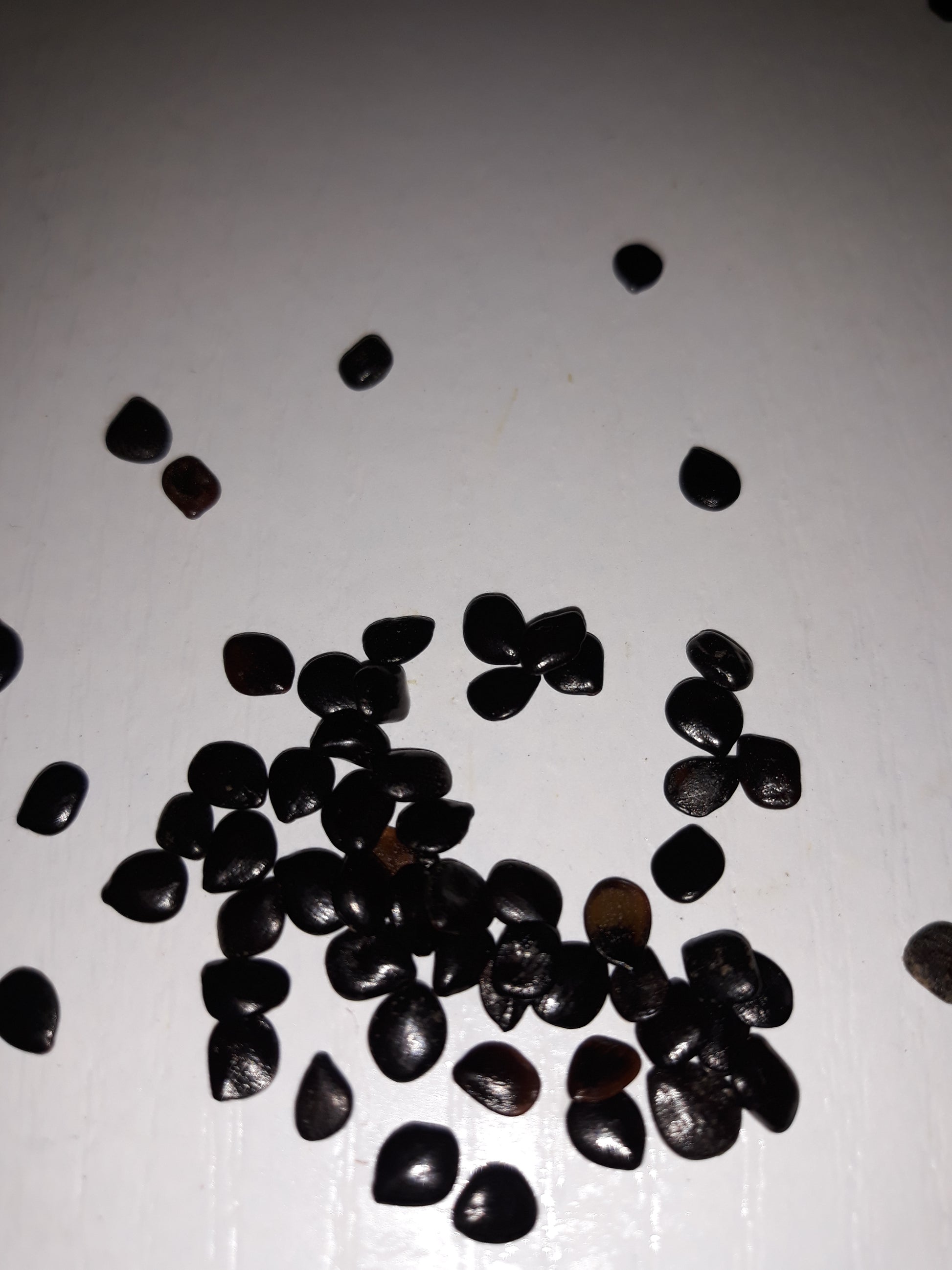 Graines de Nigelle Sativa d'Arabie Saoudite - bioriental