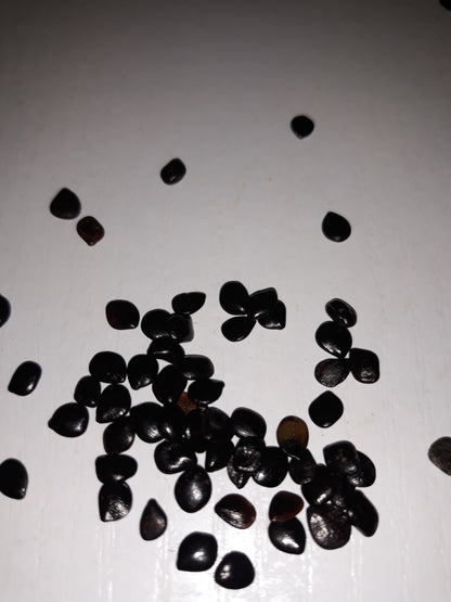 Graines de Nigelle Sativa d'Arabie Saoudite - bioriental