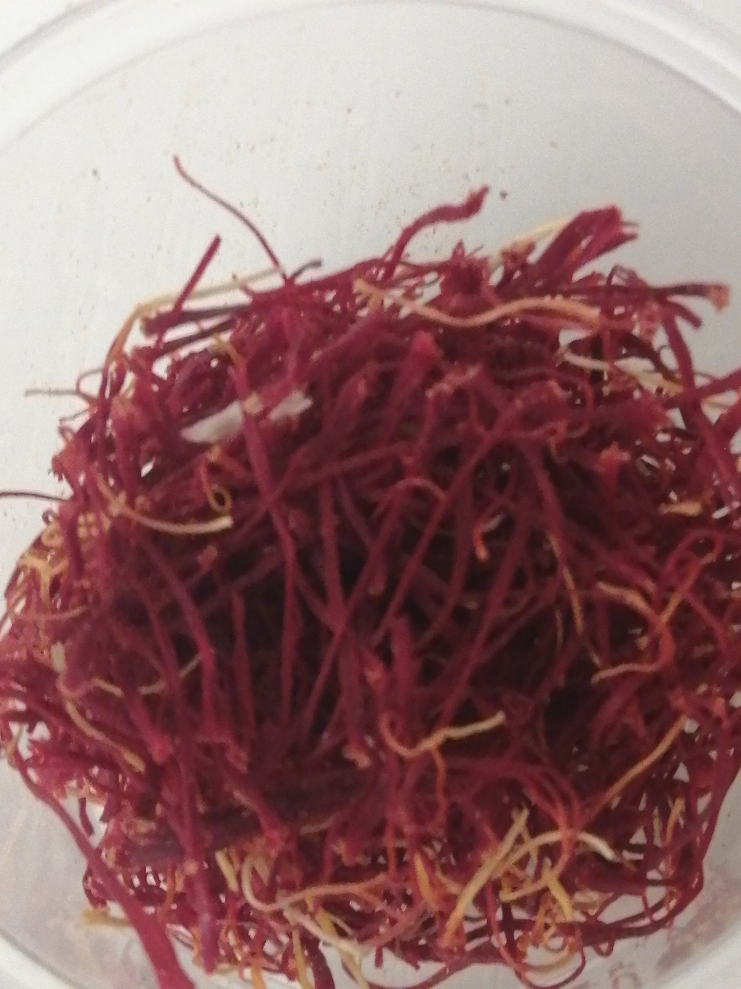 Organic Moroccan saffron 1 gram